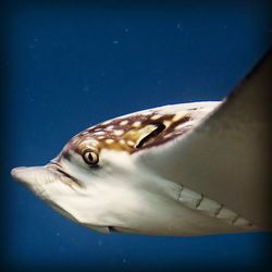 Close-up of fish swimming in sea