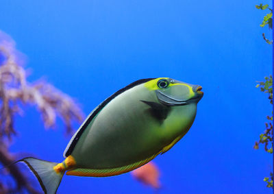 Close-up side view of naso tang fish in water