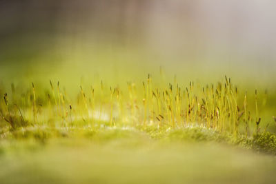 Close-up of wheat field