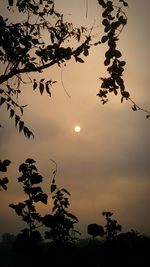 Low angle view of silhouette tree against sky at sunset