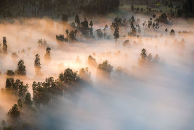 Panoramic view of trees against sky during sunset