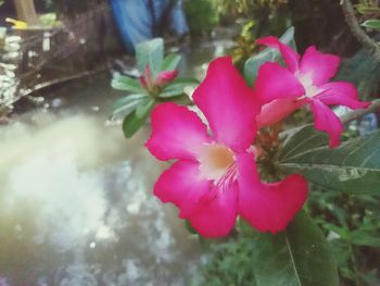 Close-up of pink flowers blooming outdoors