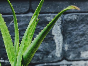 Close-up of leaves on plant