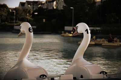 Close-up of swan on boat