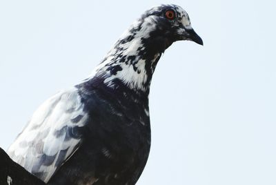 Close-up of bird against white background