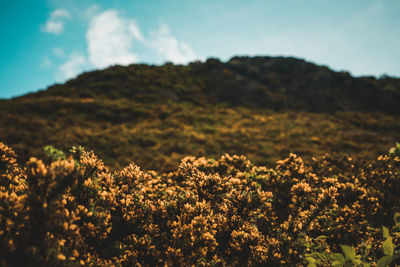 Scenic view of flowering plants on field against sky