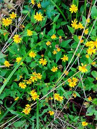 Close-up of yellow flowers