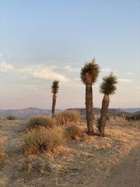 Joshua tree on field against sky