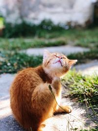 Full length of a cat looking away