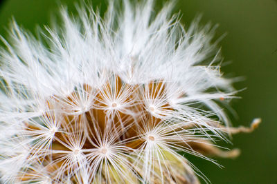 Close-up of white dandelion flower