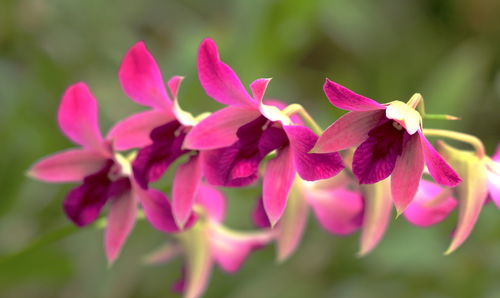Close-up of pink flowering plant