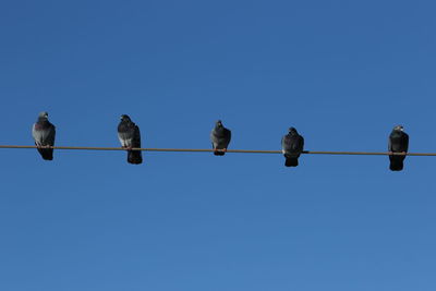 Low angle view of birds perching on power lines against clear blue sky