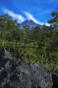 Scenic view of forest against sky