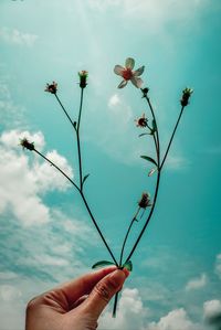 Close-up of hand holding flowering plant against sky