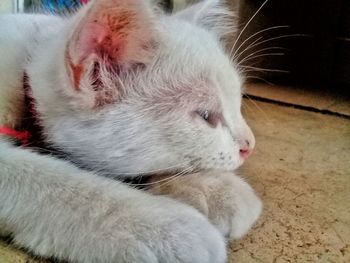Close-up of a cat lying down