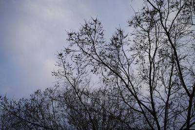 Low angle view of silhouette bare tree against sky