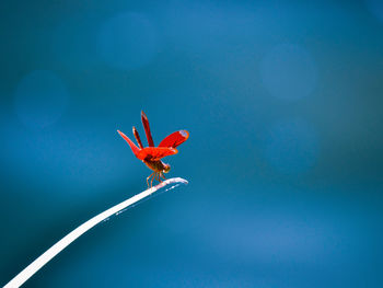 Low angle view of red dragonfly against blue sky