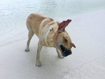 Dog standing in snow