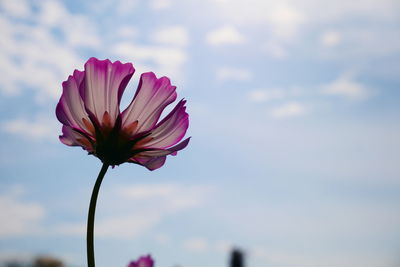 Close-up of pink flower against sky