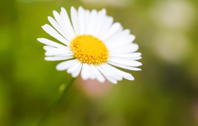 Close-up of white daisy blooming outdoors