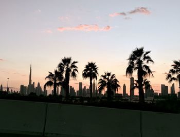 palm tree