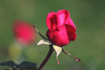 Close-up of pink flower blooming outdoors