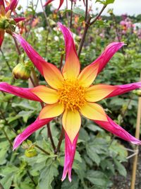 Close-up of pink flowering plant