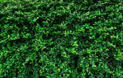 Closeup evergreen hedge plants. small green leaves in hedge wall texture background. eco hedge.
