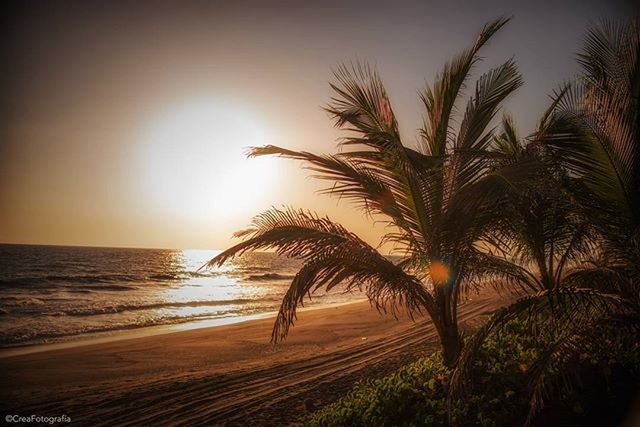 sea, horizon over water, sunset, beach, sun, palm tree, water, tranquil scene, tranquility, scenics, beauty in nature, shore, silhouette, nature, sky, idyllic, sunlight, clear sky, sand, tree