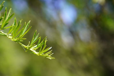 Close-up of pine tree