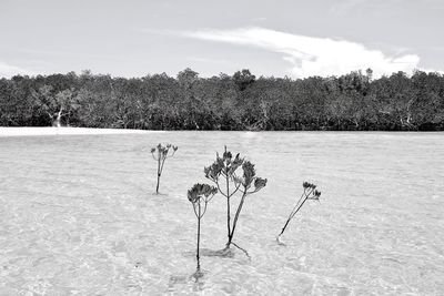 Plants on field against sky