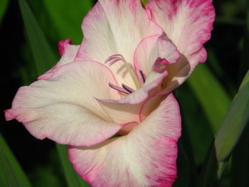 Close-up of pink lily