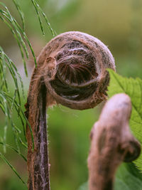 Close-up of spiral leaf on field