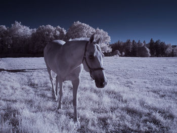 Horse standing in a field