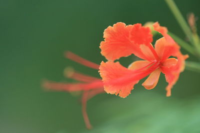 Close-up of orange flower blooming outdoors