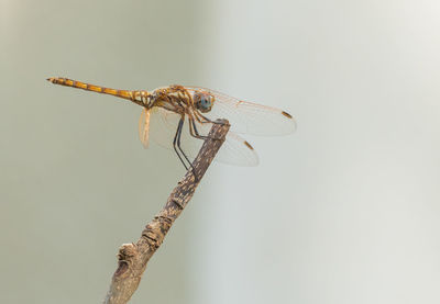 Close-up of dragonfly on twig