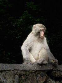 Lion sitting on rock