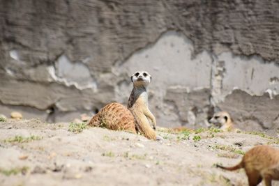 Close-up of lizard on rock