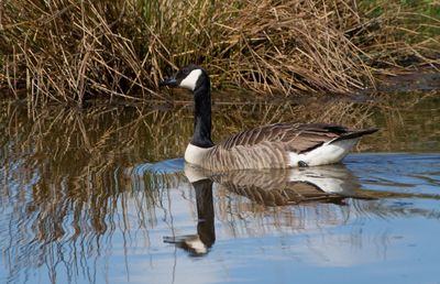 Bird swimming in lake