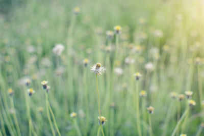 De-focus grass flower on the meadow at sunlight nature background spring