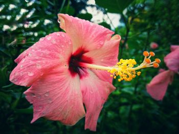 Close-up of pink hibiscus blooming outdoors