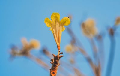 Close-up of yellow flowering plant against blue sky