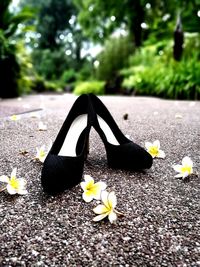 Close-up of black and white flower on road