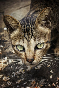 Close-up portrait of a cat