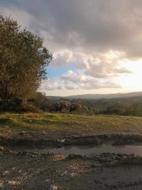 nature