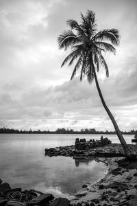 Palm tree by sea against sky