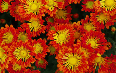 Full frame shot of yellow flowering plants