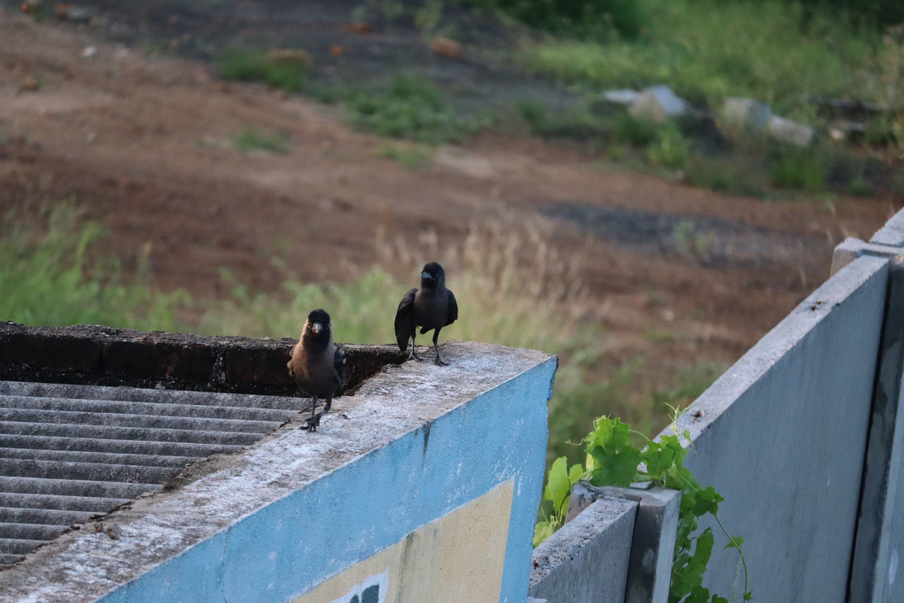 HIGH ANGLE VIEW OF BIRDS PERCHING ON WOODEN POST