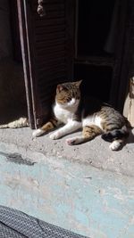 Cat resting outdoors