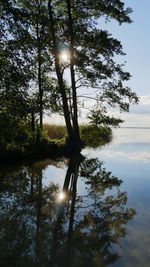 Sun shining through trees in lake